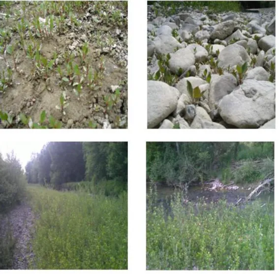Figure  3.3  -  Poplar  natural  regeneration  on  the  Paglia  riverbanks;  seeds  are  produced  every  year  and  rapid  germination takes place on moist mineral substrates