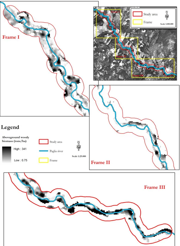 Figure 3.7 - Map of the aboveground woody biomass in the investigated tract of the Paglia river
