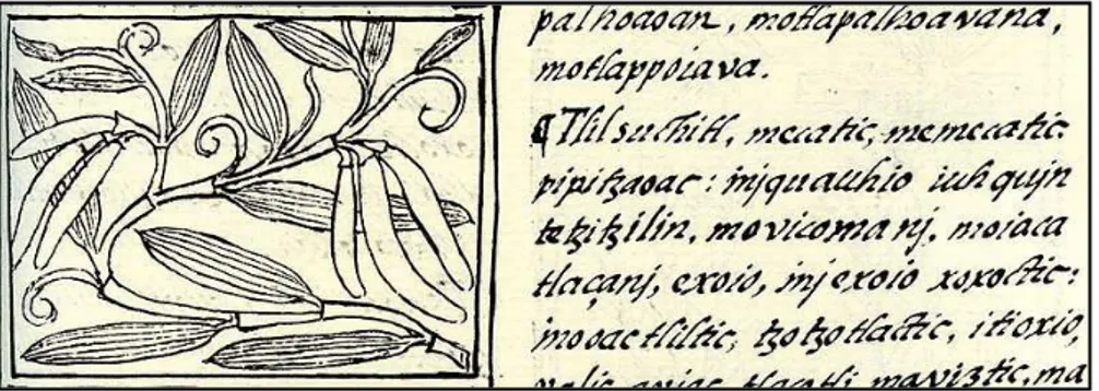 Figure  1.2  Drawing  of  Vanilla  from  the  Florentine  Codex  (ca.  1580)  and  description  of  its  use  and  properties written in the Nahuatl language 