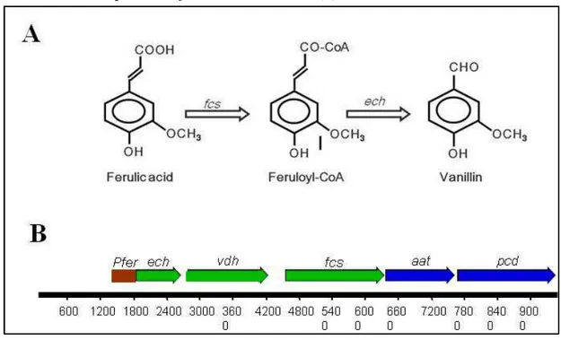 Figure 5.1 Enzymatic reactions involved in the conversion of ferulic acid to vanillin (A) and organization  of the ferulic catabolic operon in P