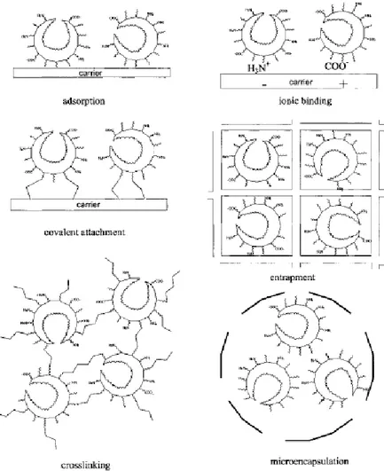Figure 1. Schematic representation of the main enzyme immobilisation techniques (from van 