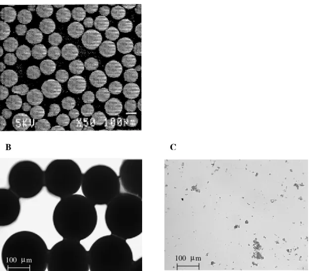 Figure 3.  Images of Eupergit® beads as such obtained from  Katchalski-Katzi and Kraemer 