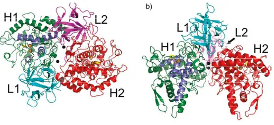 Figure 1.2 Top (a) and  side (b) views of the A. bisporus tyrosinase H2L2 tetramer structure