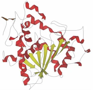 Figure 1.4 Model of Candida antarctica lipase B that belongs to the α/β -hydrolase fold family of 