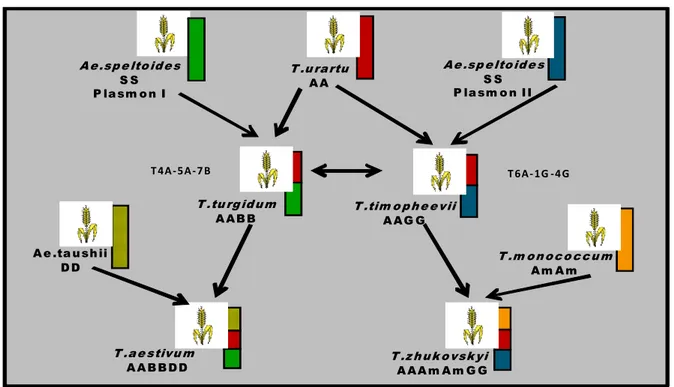 Figure 1.6: A diagrammatic representation of the current theory of the evolution of wheat (Wheat Genetics Resource  Center web site: http://www.ksu.edu/wgrc)