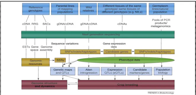 Figure 1.11: Overview of NGS applications in crop genetics and breeding.  