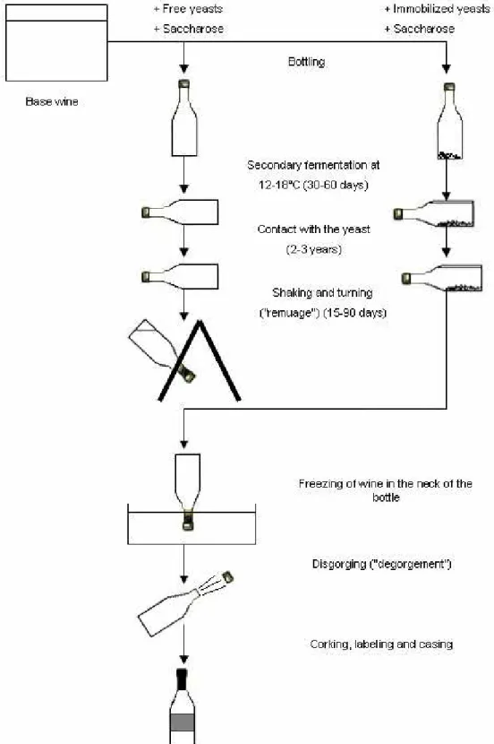 Figure 2 Scheme of the process for preparing bottled sparkling wine by traditional  method and by immobilised yeast (Colagrande et al., 1994) 