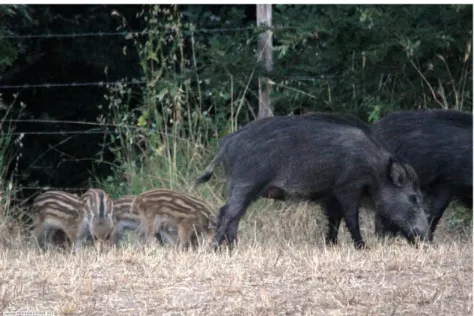 Figura 5- Gruppo di femmine con piccoli. Si notino i capezzoli ben visibili  (Foto P. Fondi) 