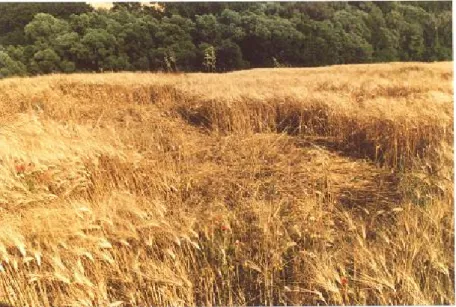Figura 9-Danneggiamento di un campo di grano duro (Foto F. Serrani) . 