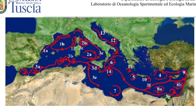 Fig. 17: Circolazione generale del Mediterraneo calcolata da un modello matematico (Pinardi et al, 2004)