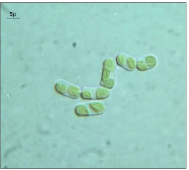 Fig. 3 Green alga isolated from colonized sandstone exposed to simulated Mars conditions in 