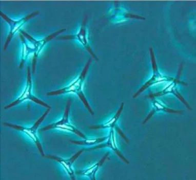 Figura 3. La Diatomea S. costatum    Figura 4. La Diatomea P. tricornutm 