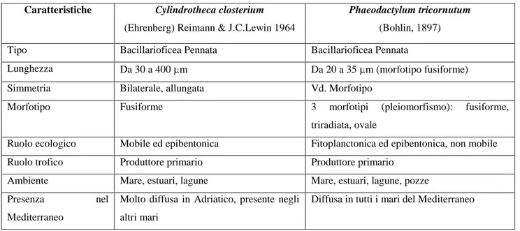 Figura 5. C. closterium    Figura 6. P. tricornutum 