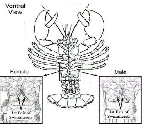 Figura 4-Particolare dei pleopodi (swimmerets) che indicano il sesso degli individui.