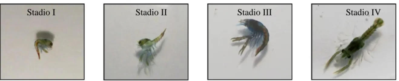 Figura 8- Stadi larvali che evidenziano il passaggio dallo stato planctonico allo stato bentonico delle larve