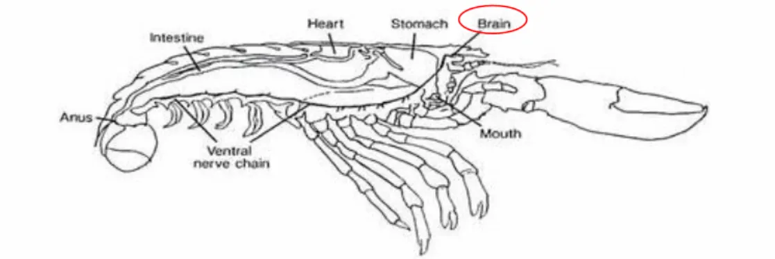 Figura 10-Morfologia interna di Homarus gammarus che evidenzia la posizione del cervello