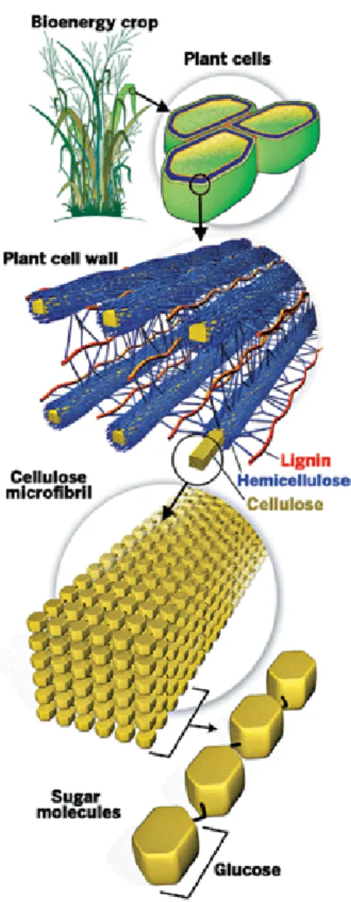 Figure 2.4 The structure of lignocellulose. 