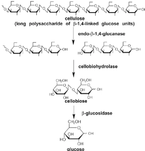 Figure 2.7  Schematic presentation of the hydrolysis of cellulose to glucose by cellulolytic enzymes