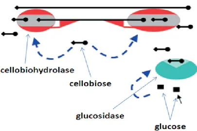 Figure 2.8  Product inhibition of β–glucosidases and cellobiohydrolases by glucose and cellobiose, respectively