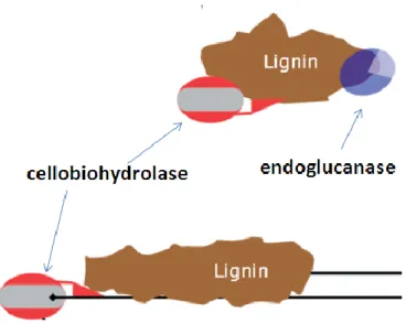 Figure 2.9 Unspecific adsorption of the enzymes onto lignin particles. 