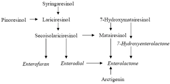 Fig. 5  Metabolic pathways of plant lignans to the mammalian lignans enterofuran, enterodiol,  enterolactone and 7-hydroxyenterolactone 