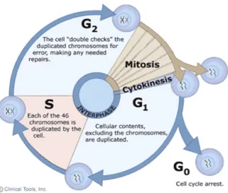 Figure 3. The eukaryotic cell cycle.  Interphase consists of S, G1 (Gap 1) and G2 (Gap 2) phase