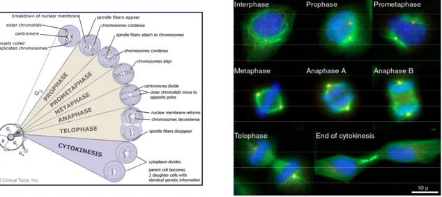 Figure 4. The different stages of M phase.  The immunofluorescence images illustrate HeLa cells in different cell cycle  stages