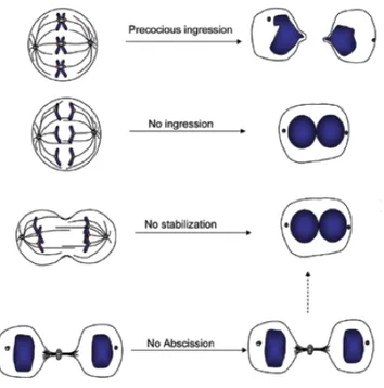 Figure 8. Summary of different phenotypes resulting from cytokinesis failure. 