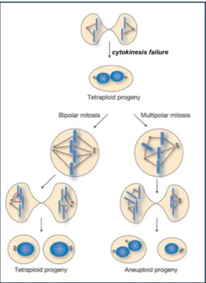 Figure  9.  Model  summarizing  the  relationship  of  cytokinesis  failure  and  subsequent  possible  fates  of  resulting  binucleated cells 