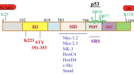 Figure 2. Schematic representation of murine HIPK2 protein 