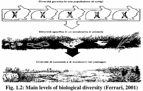 Fig. 1.2: Main levels of biological diversity (Ferrari, 2001) 