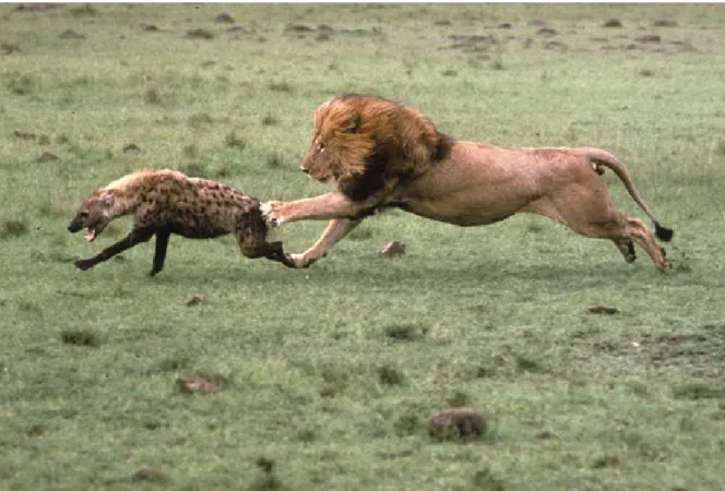 Fig. 6: leone maschio mentre scaccia una iena 