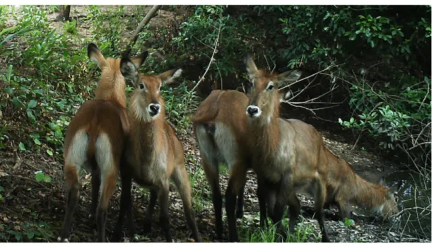 Fig. 19: Giovani di antilope d'acqua di Defassa 