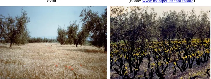 Figura 7 Esempio di oliveto a bassa densità abbinato alla  coltivazione  di frumento (Monte Romano –VT)