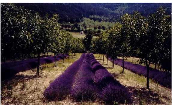 Figura 10 Impianto di noce comune (Juglans regia L.) consociato con lavanda (lavandula spp.)   (Francia), che evidenzia il valore paesaggistico dei sistemi agroforestali  