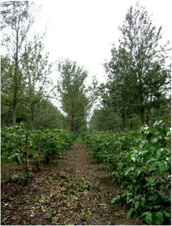 Figura 11 Coltivazione di Caffè arabica in consociazione   con piante di Acacia nelle campagne di Arusha – Tanzania