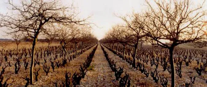 Figura 23 Giovani piante di querce intervallate, su e tra le file,   da filari di viti (Côtes du Rhône, Francia)  