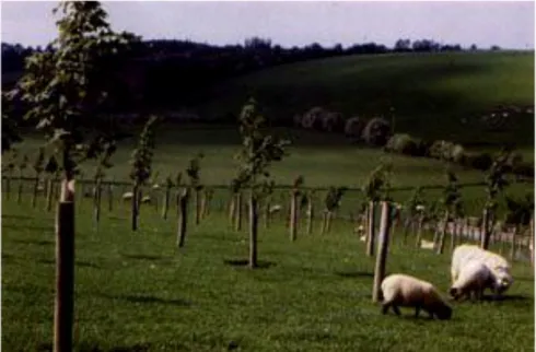 Figura 26 Sistema silvopastorale dell’Irlanda del nord, con pecore al pascolo in   un giovane impianto d’arboricoltura da legno   (Fonte: www.afsni.ac.uk ) 