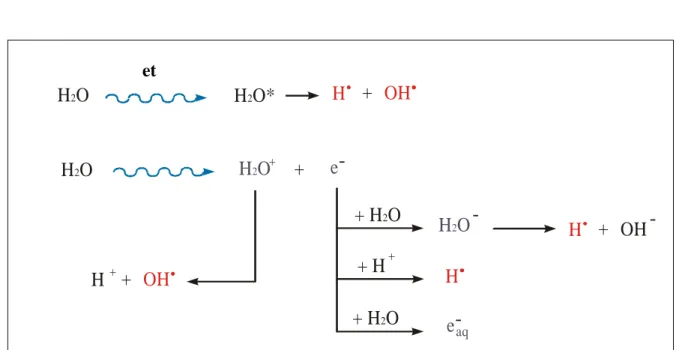 Figure 2. Radiation interaction with molecules of water (Alpen ,1990). 