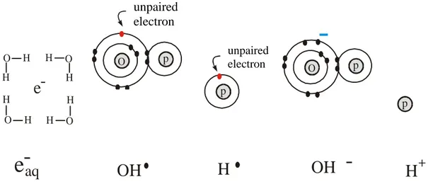 Figure 3. Main products from interaction of the radiation with water molecules. 