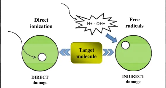 Figure 4. Direct and indirect action of ionizing radiation. 