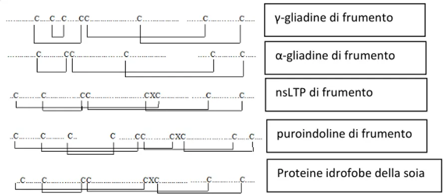 Figura 1.6 Rappresentazione schematica della posizione delle cisteine in alcune proteine della 