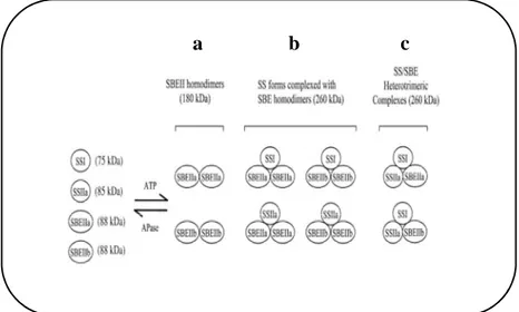 Figura  1.16  Schema  delle  possibili  interazioni  tra  le  diverse  proteine  coinvolte  nella  sintesi  dell’amido 
