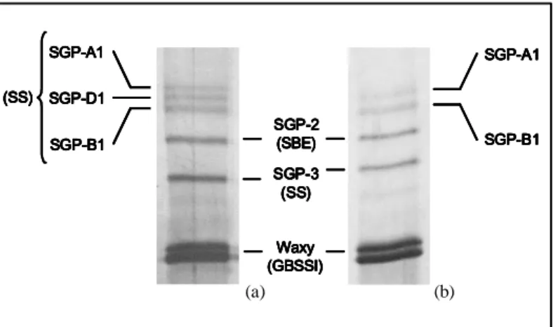Figura  1.17  SDS-PAGE  delle  proteine  estratte  dai  granuli  d’amido  isolate  da  cariossidi  di  frumento 