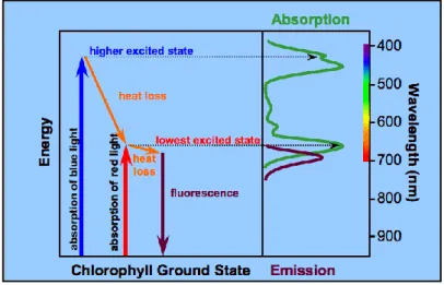 Figure 1.6: The absorption of light relates to electron excitation states (Koning, 1994)