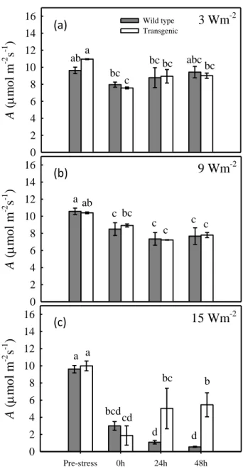 Figure  3.1: Photosynthesis in transgenic isoprene-emitter (grey bars) and wild-type plants (white bars) tobacco plants  exposed  to  3  (a),  9  (b)  and  15  W  m -2   (c)  intensity  UV-B  radiation  for  90  minutes