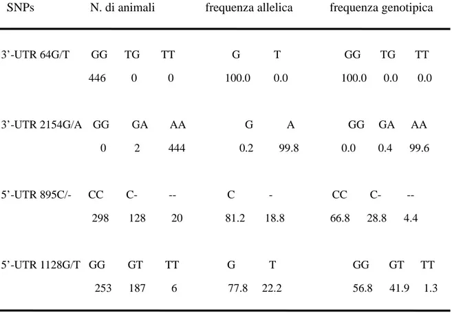 Tabella  5  Distribuzione  dei  genotipi  e  degli  alleli  dei  due  SNPs  presenti  nelle  regioni  fiancheggianti la regione codificante 3’- e 5’-UTR