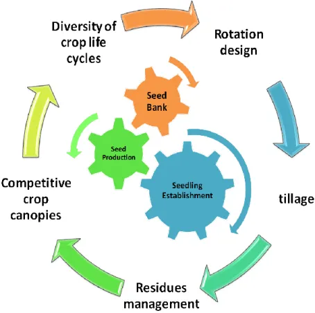 Figure 2. Five components of a approach to reduce weed density. Weed management in each component 