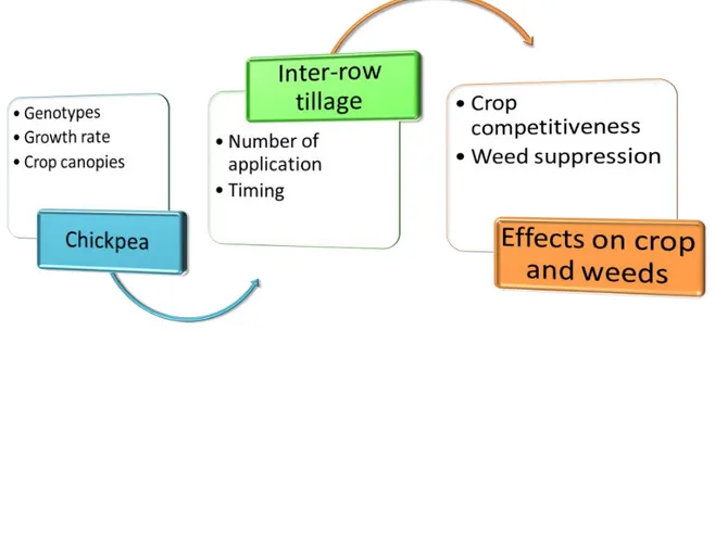 Figure 7. The experimental approach used for the chickpea crop by means of an improved crop 