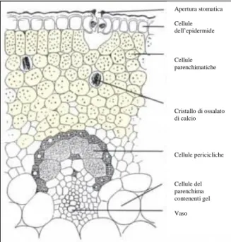 Fig 2: sezione schematica della foglia di Aloe  arborescens 